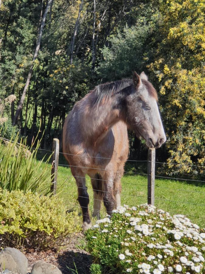 Blue Bell Cottage. Serene luxury farmstead Lower Moutere Extérieur photo